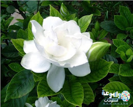 زهرة الياسمين