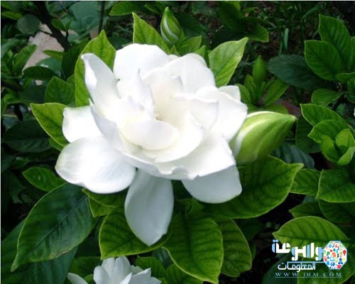 زهرة الياسمين