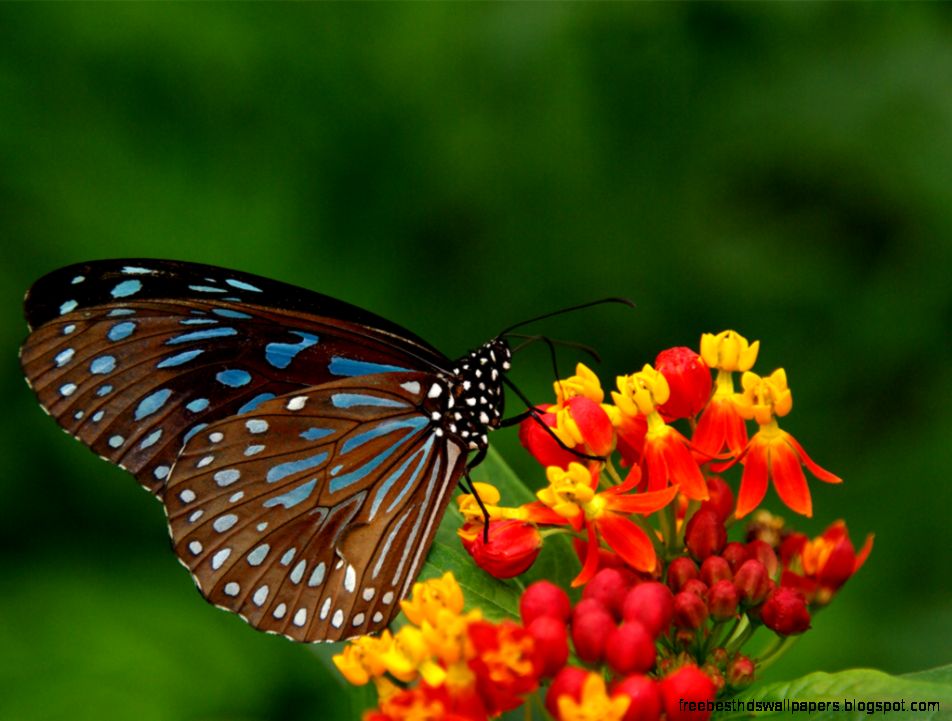 Butterfly HD Wallpapers  Butterfly Desktop Images  Cool Wallpapers