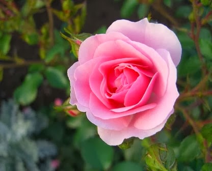 roses, shakespeare flowers, shakespeare quotes, shakespeare garden