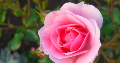 download free war of the roses shakespeare download free war of the roses shakespeare