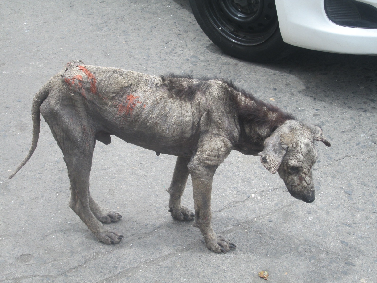 Philippinefails Cute Filipino Dog