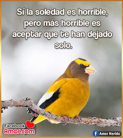 frases de soledad frases de soledad