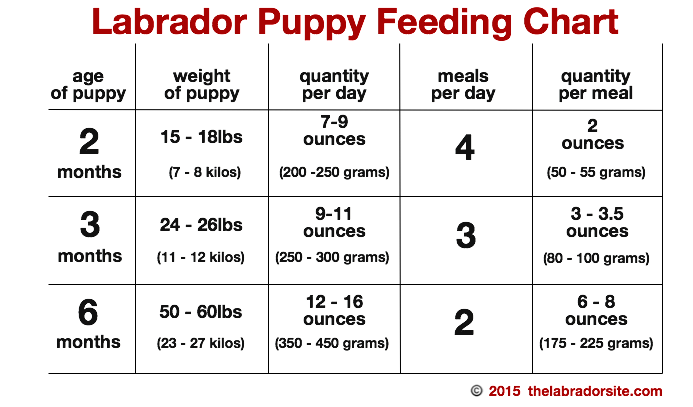 Labrador Puppy Height Chart