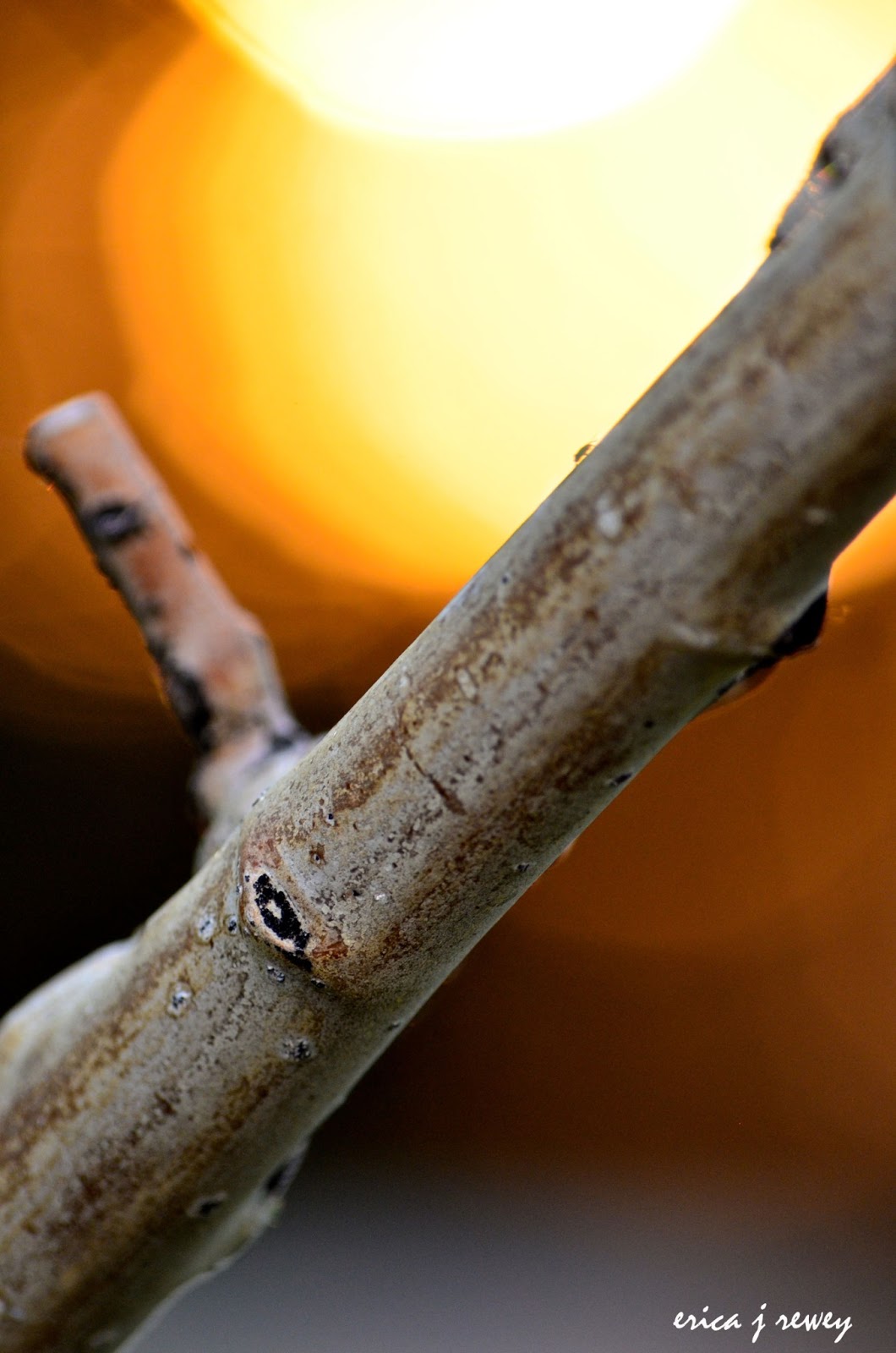 Photography Project 365 Day 162 Itty Bitty Bug