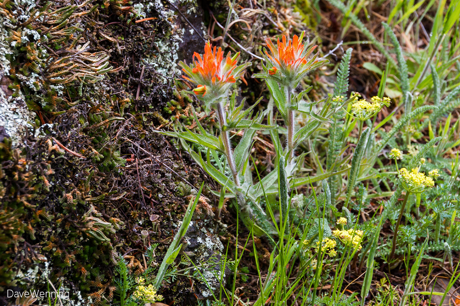 Paintbrush, Spring Gold and Club Lichens