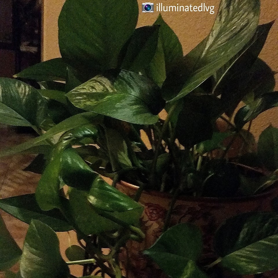 Illuminated Living House Plant Appreciation Day illuminated-living-house-plant-appreciation-day