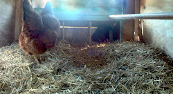 litter deep method coop chicken composting aka winter eggs fresh daily backyard cleaning coops