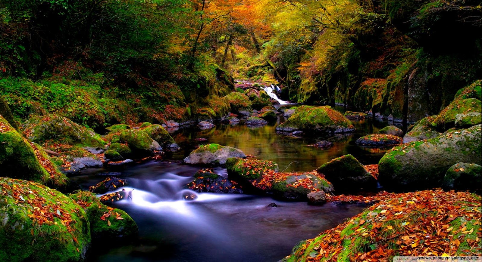 1920 X 1080 Landscape Image Forest Creek Autumn Nature