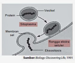 Proses eksositosis Proses eksositosis