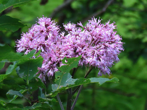 Czosnek skalny (Allium montanum) czosnek