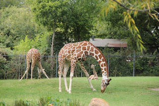 Giraffes Cropping Grass