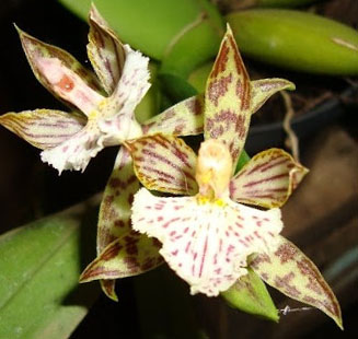 Dez Orquídeas da Floresta Amazônica - A Floresta Amazônica Abriga em Sua  Biodiversidade Belas Orquídeas.