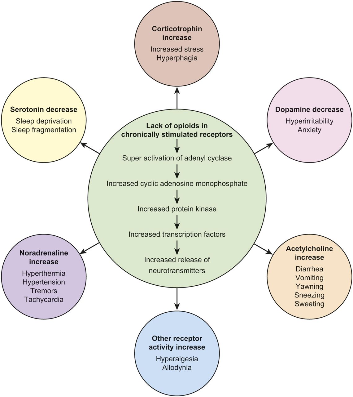 Neonatal Abstinence Syndrome Pathophysiology