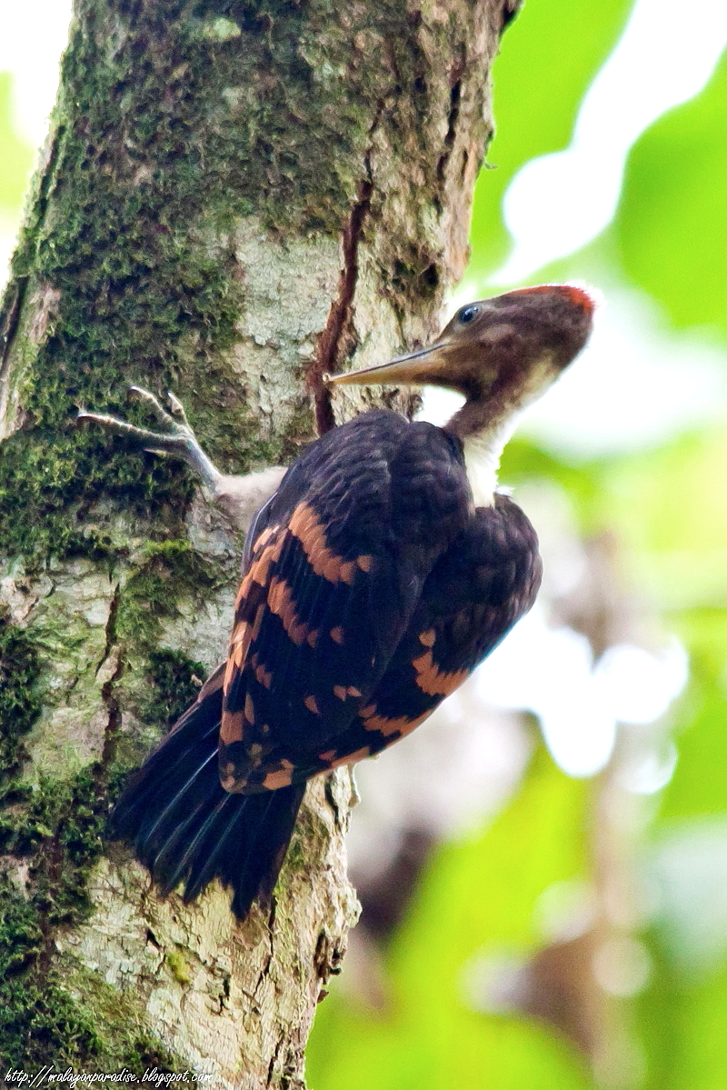 SOUTH EAST ASIA BIRDS Malaysia birds paradise Orangebacked Woodpecker Reinwardtipicus