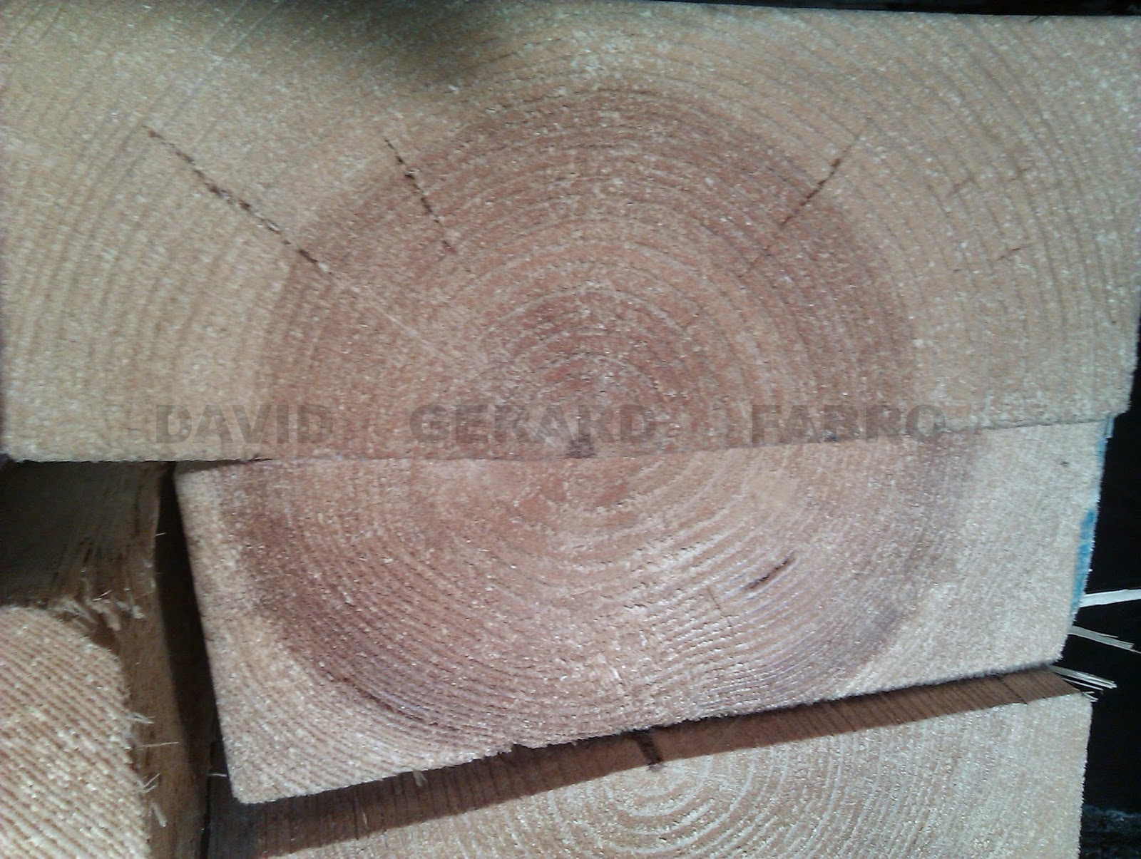 Sección de un tronco de árbol con sus anillos