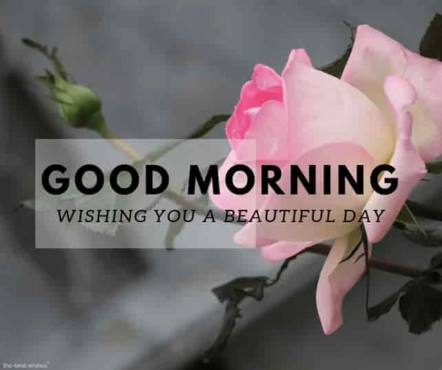 pink rose good morning photo