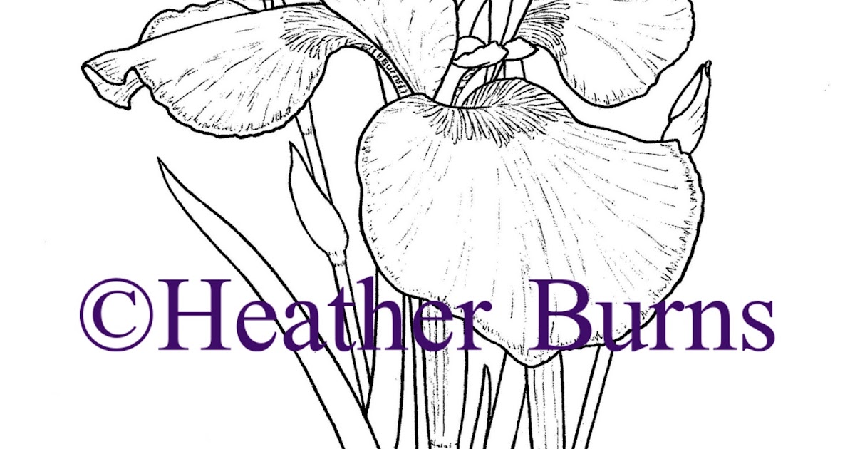 State Flower Coloring Book Tennessee State Flower Iris