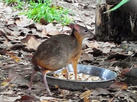 Lamanpahang Dua Jenis Kancil Dan Dua Jenis Rusa