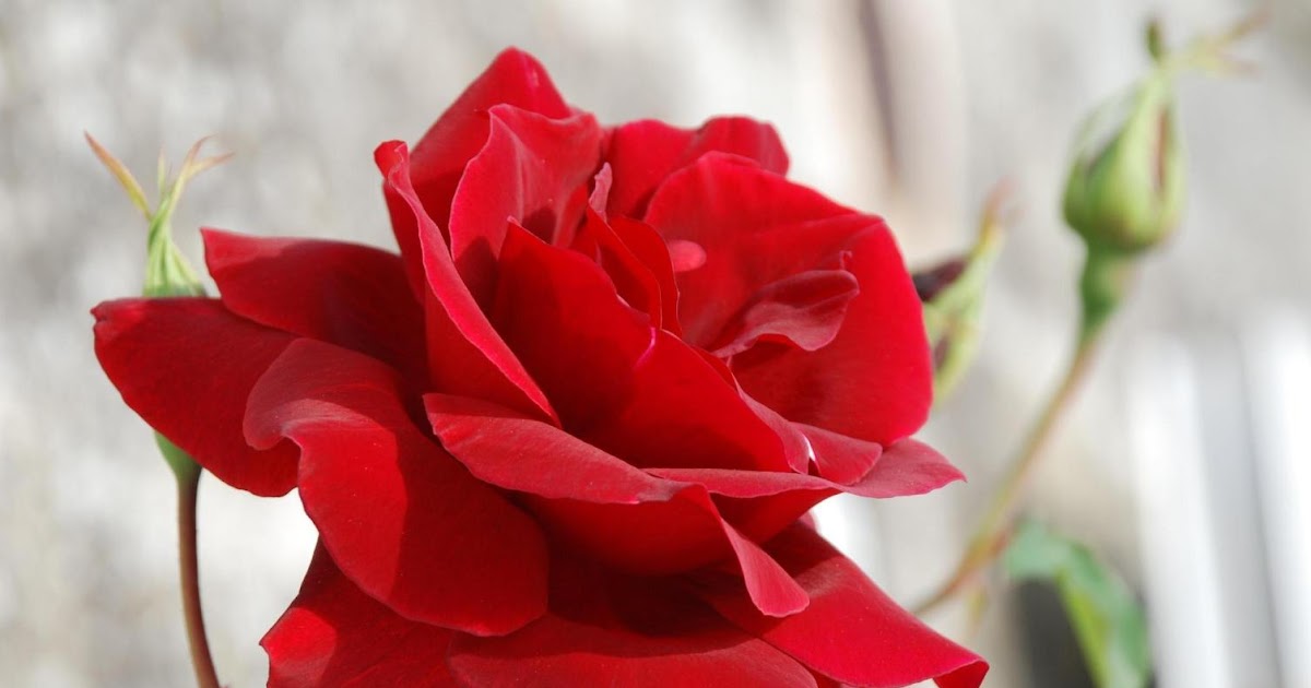 ابيض ورد متحرك ولامع David Sepulveda