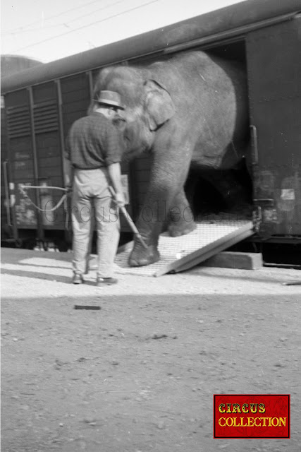 les éléphants du Cirque National Suisse Knie  sortent des wagon spéciaux des chemin de fer fédéraux