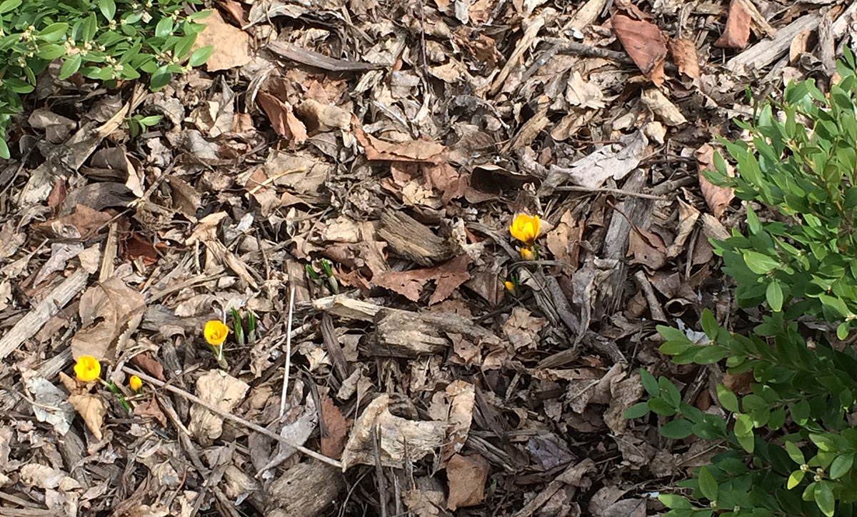 Sharon's Compendium Saving more bees How and why I'm rethinking mulch