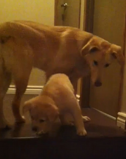 Perro enseña a cachorro a bajar escaleras