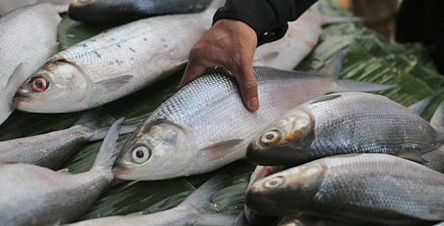 Pilihan Umpan Mancing Ikan Bandeng Tambak