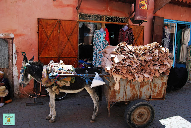 Animales en Marrakech