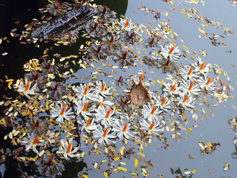 The Wandering Minstrel Shiuli Blooms