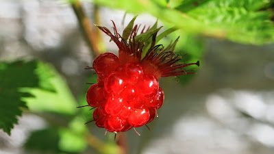 Rubus spectablis (Salmonberry) Single Berry