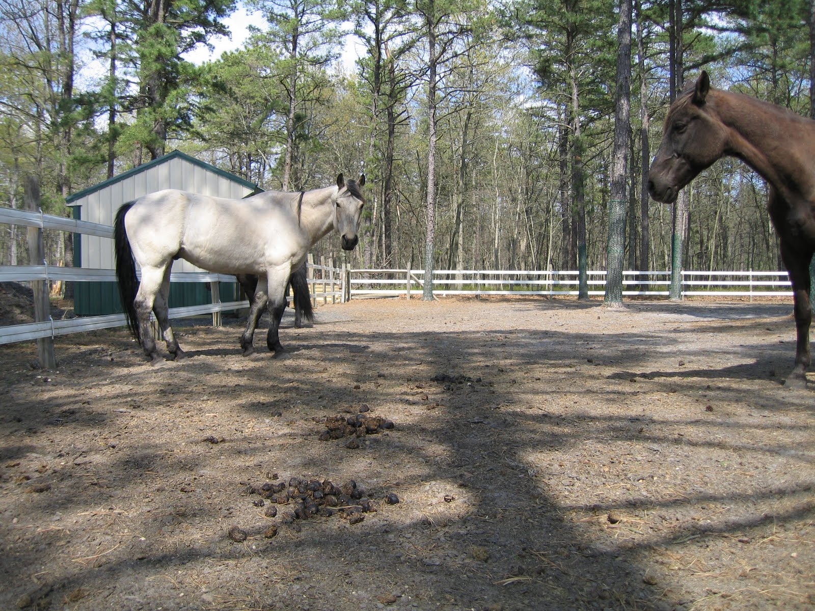 Memoirs of a Horse Girl Memoirs A Girl's Horse Learns the Horse
