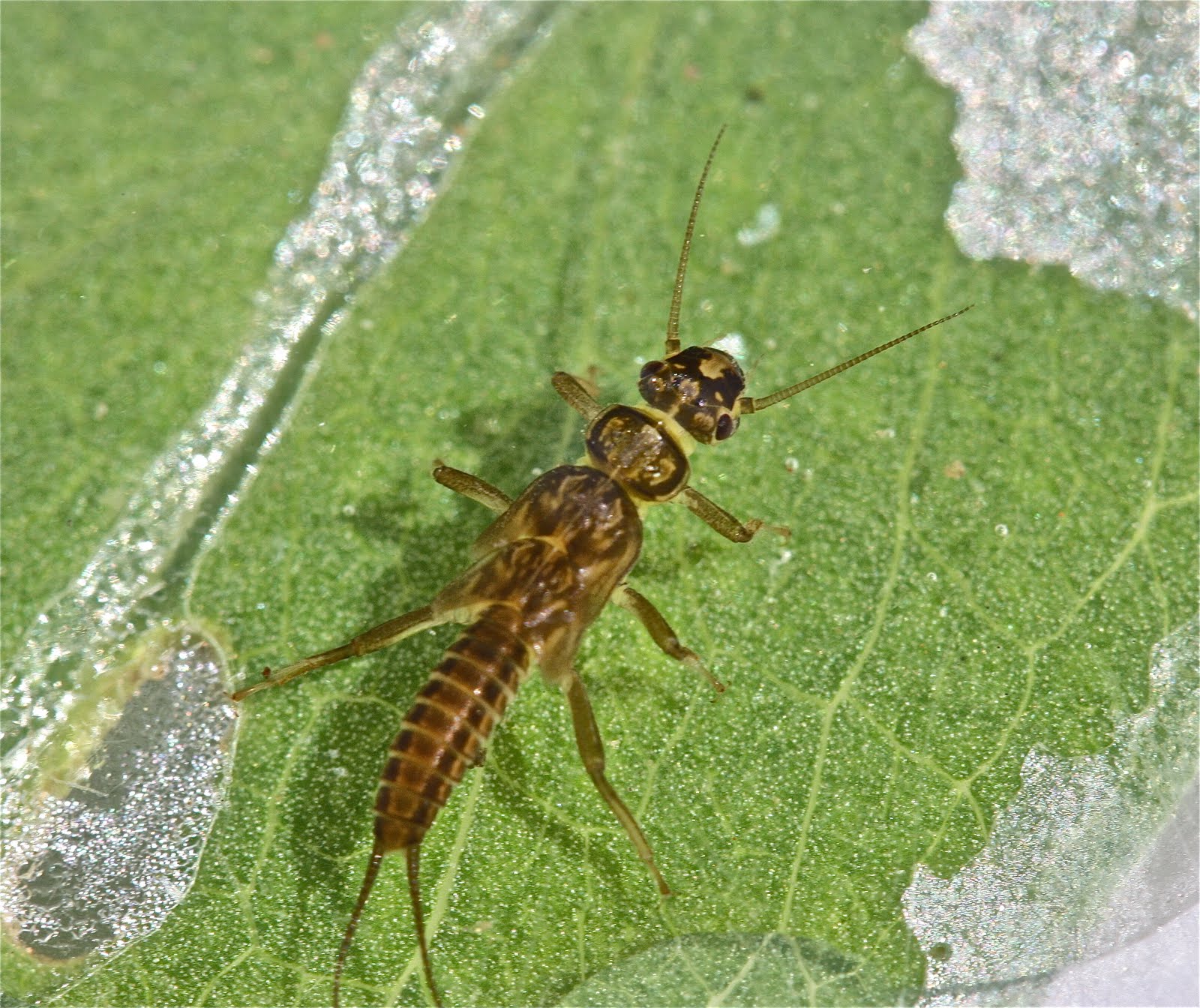 Aquatic Insects of Central Virginia: The $400.00 Trip to Buck Mt. Creek!