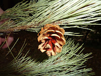 Cute little pine cone found on Fukuura Island