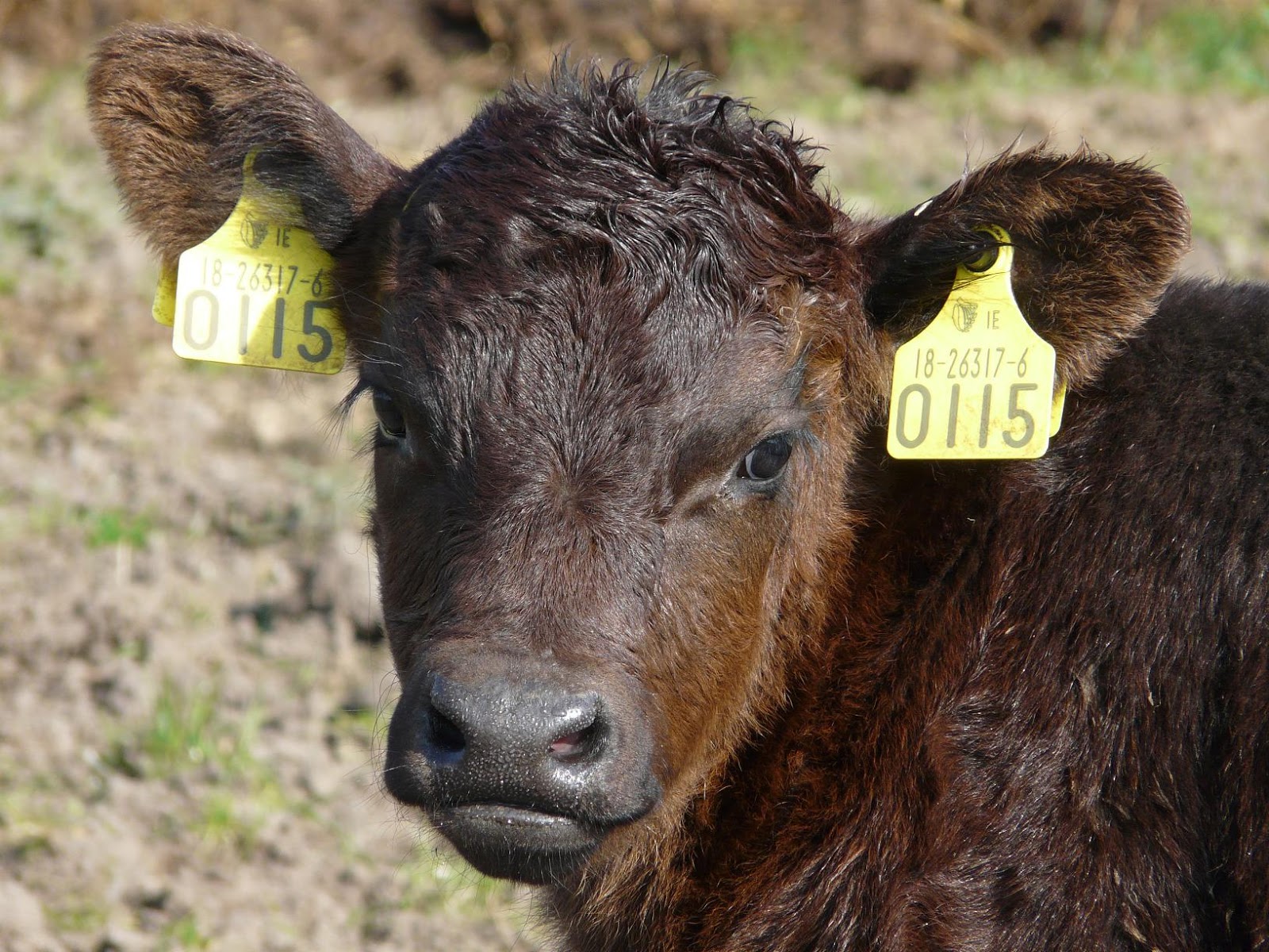raising-orphan-and-bottle-fed-calves-calf-scour