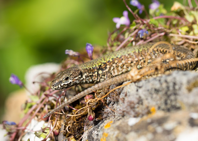 Wall Lizard - Ventnor Botanic Garden Wall Lizard - Ventnor Botanic Garden