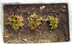 lettuce sails greenhouse frugal gardener becomes mini january