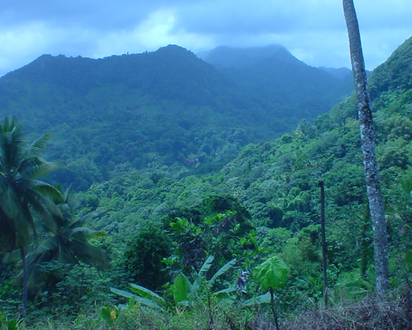 Rain Forest Biomes