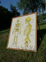 french vintage poster anatomy skeleton used in school 