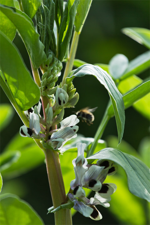 Gartenblog Geniesser-Garten : Gemuesegarten im Juni Gartenblog Geniesser-Garten : Gemuesegarten im Juni