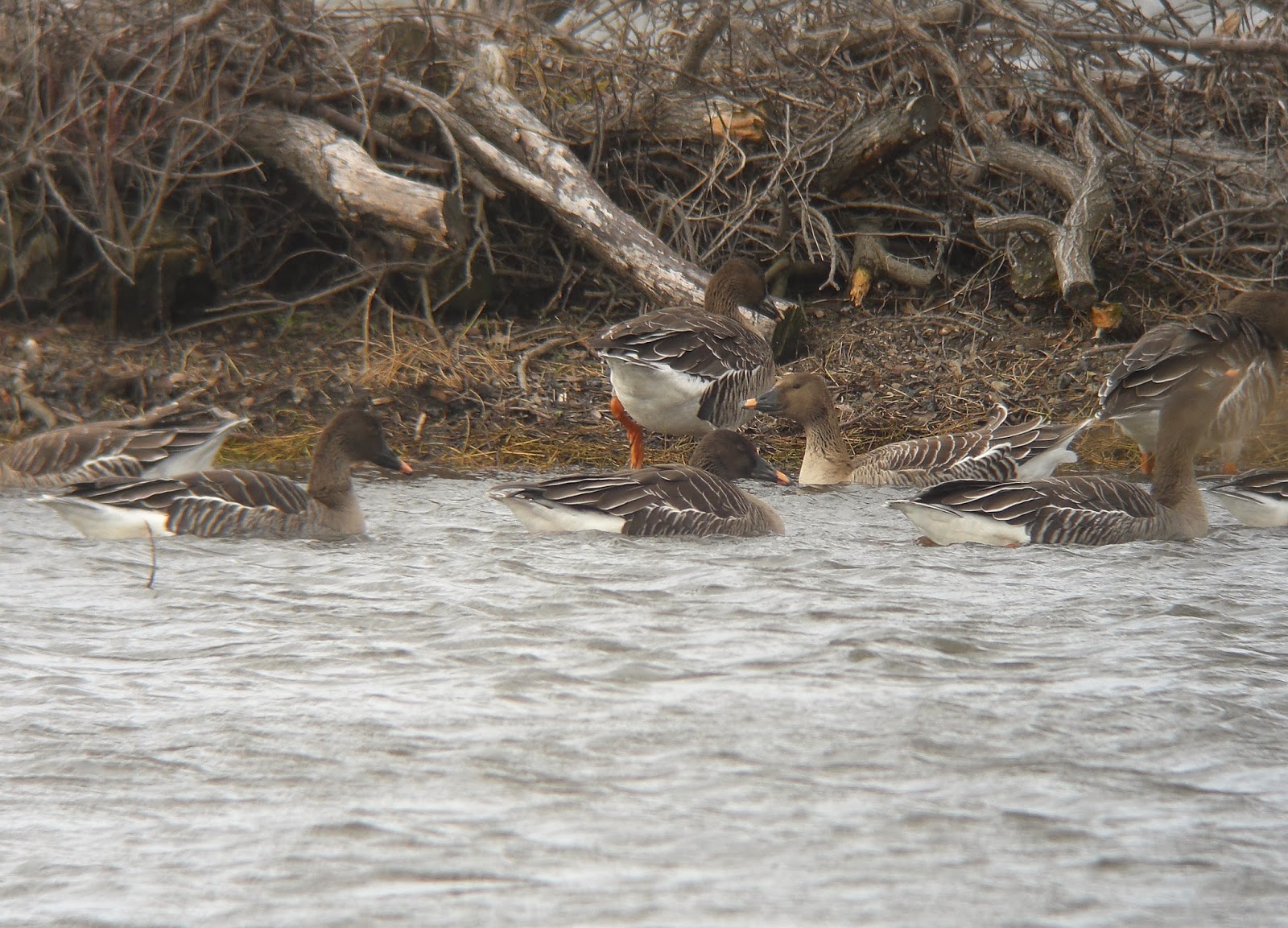 BIRDING Kyoto, Kansai and Japan Taiga (Middendorff's) Bean Goose on