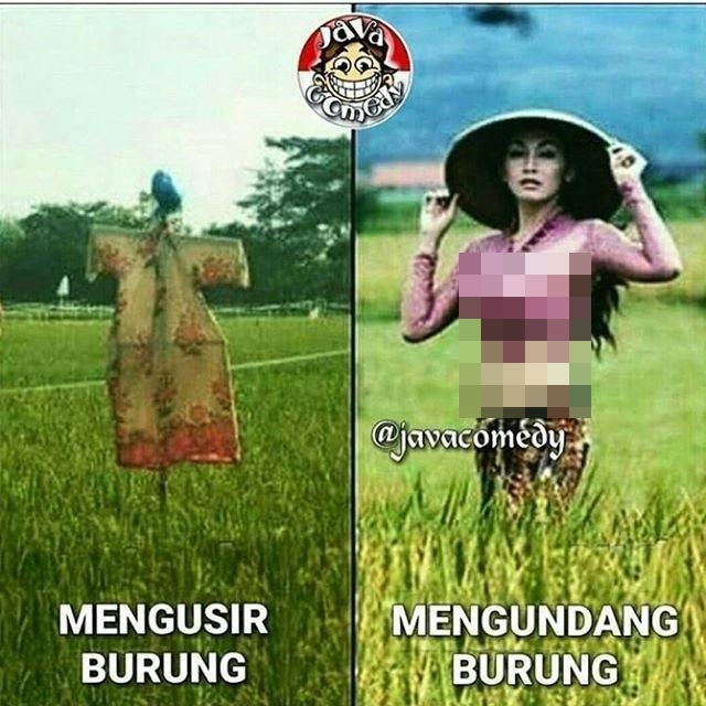 15 Meme Burung Ini Bikin Berpikir Yang Iya Iya Lucu Me
