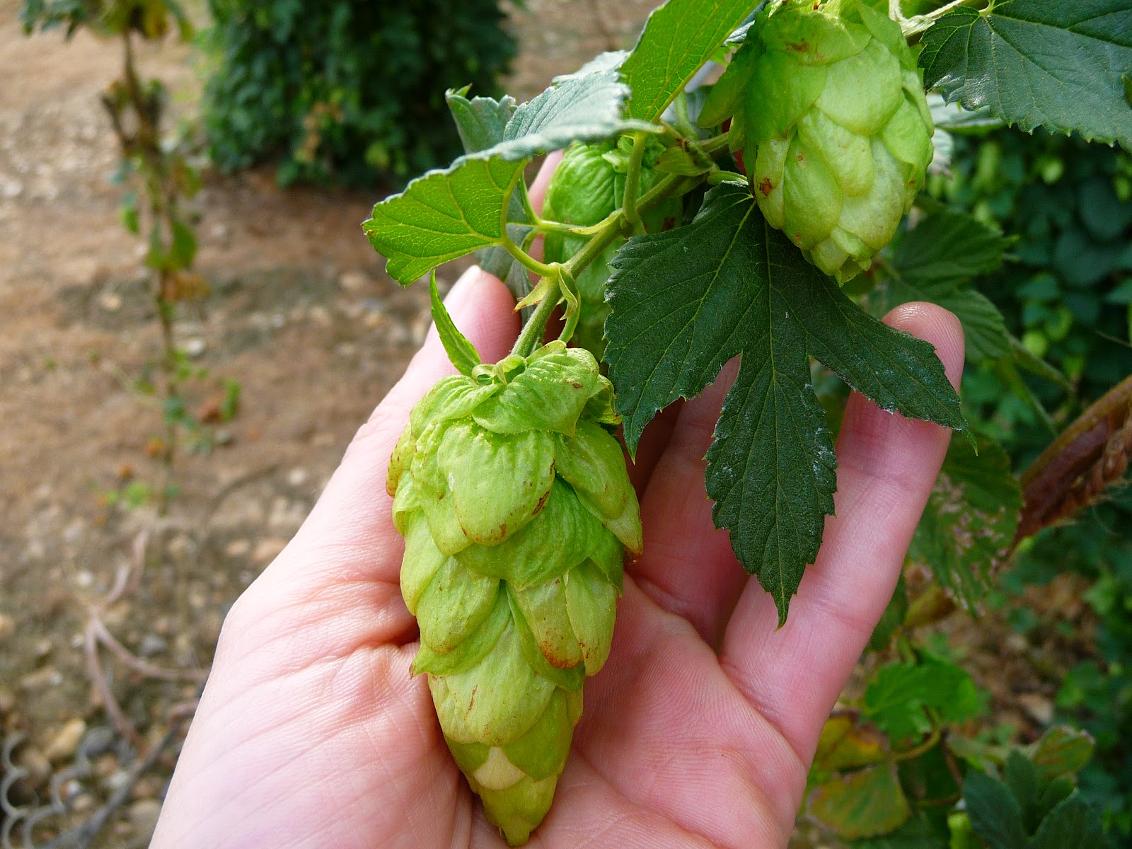 Ed's Beer Site How to breed new hop varieties