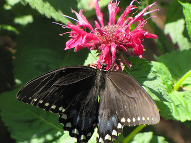 Black Tiger Swallowtail Butterfly on Bee Balm