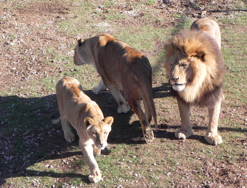 крымский зоопарк тайган. парк львов тайган. зоопарк тайган в крыму. лев филя тайган. парк львов тайган.