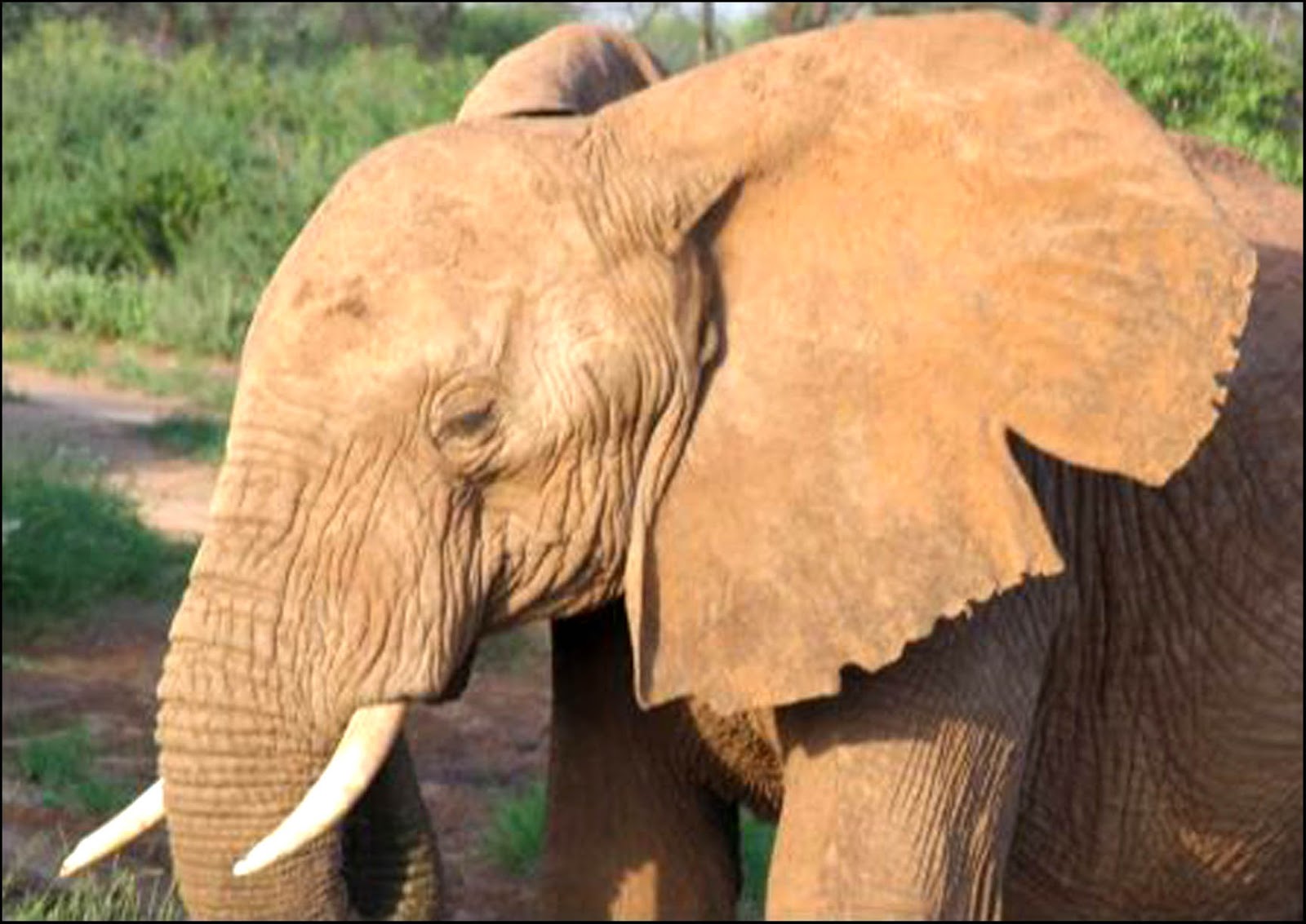 Слоновые уши. Слоновье ухо. Уши слонов. Уши африканского слона. Слоны обмахиваются ушами.