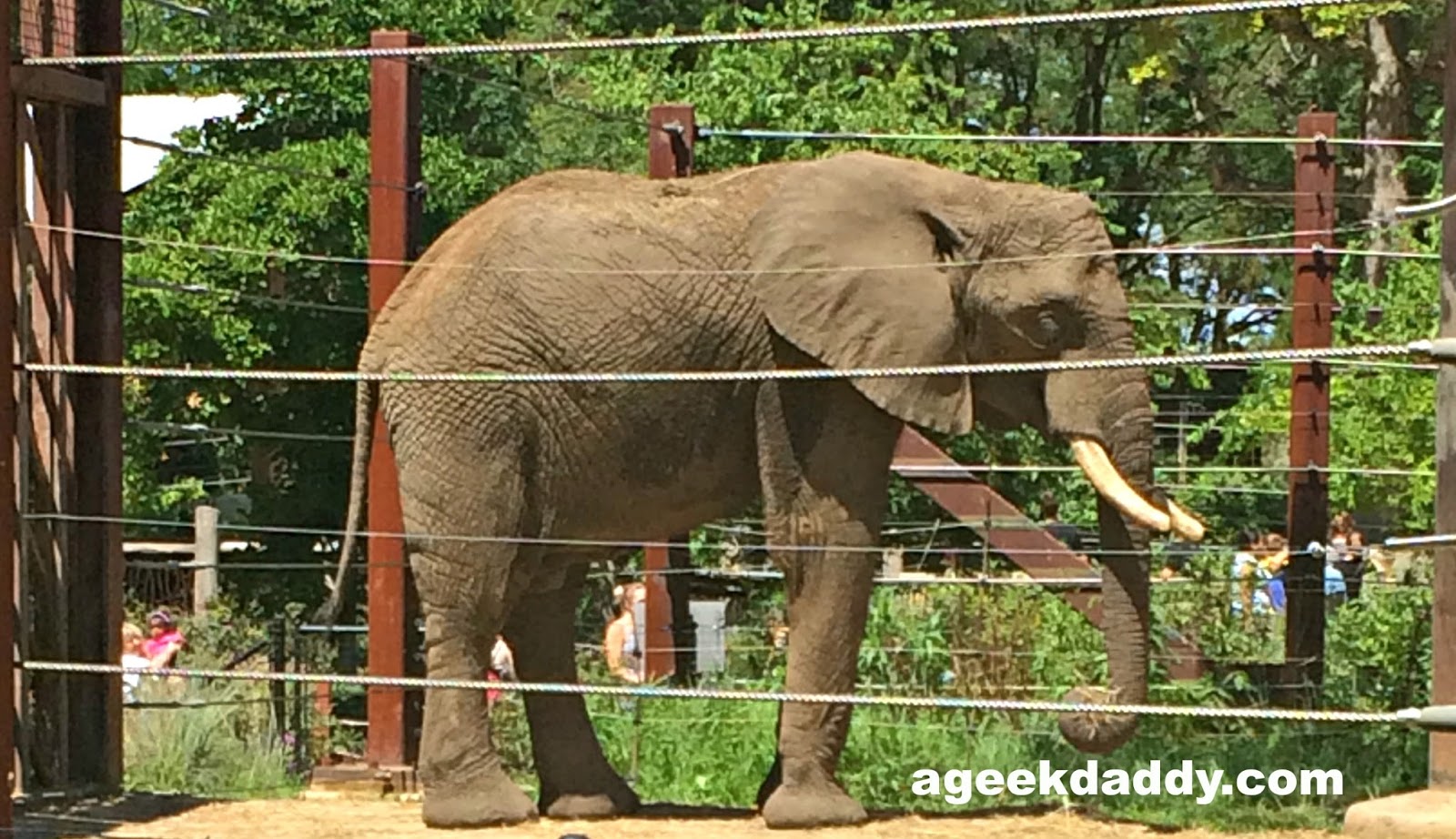 A GEEK DADDY Toledo Zoo named BEST ZOO in the United States