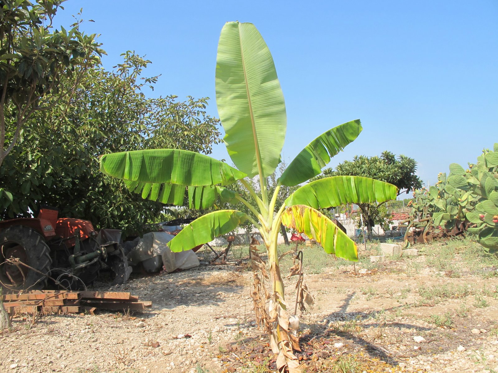 Plant In A Box - Musa Basjoo | 6 Piante Di Banano Resistente | Vaso 9cm | Altezza 20-25cm | Per Giardini Tropicali