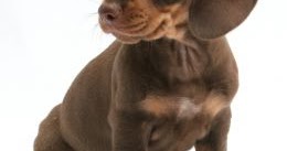 Sifat Anjing Tekel Dachund Tips And Trick Merawat Atau Membuat