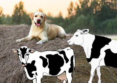 dog-and-cows